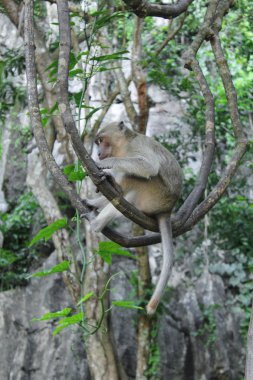 maymun ağaç üzerinde rahatlatıcı