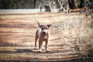 Yerel genç kahverengi köpek