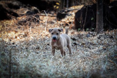 Yerel genç kahverengi köpek