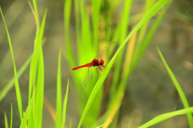 Alandaki kırmızı yusufçuk
