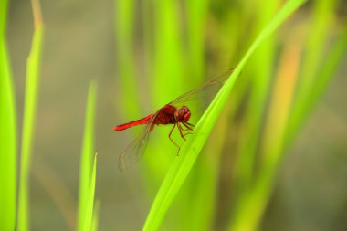 Alandaki kırmızı yusufçuk