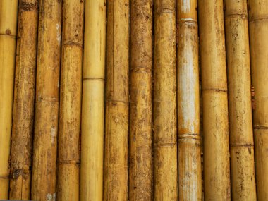 Bambu duvar ve yeşil çimen