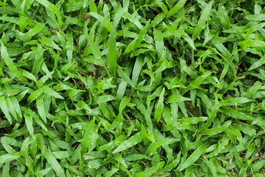 Yeşil çimen arka plan çimen yüzeyi soyut