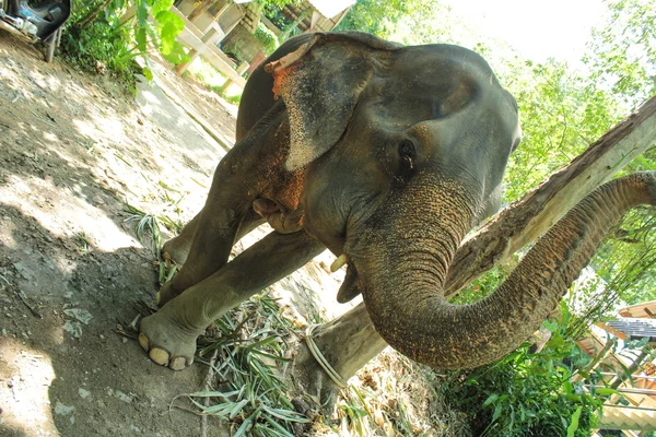 Elefante comendo folha de coco na Tailândia — Fotografia de Stock