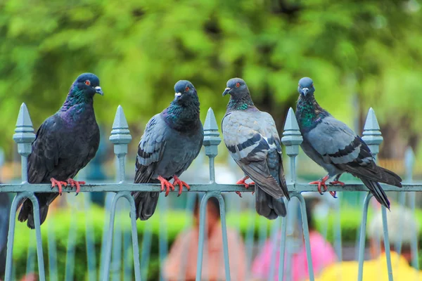 Park yürüyüşüne güvercinler grup — Stok fotoğraf