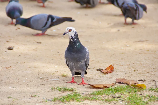 Groupe de pigeons marcher sur les parcs publics — Photo