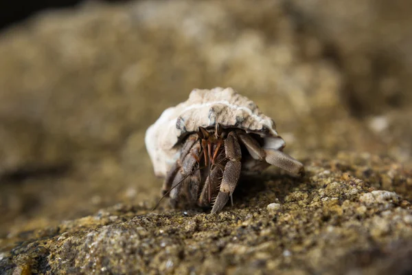 Heremietkreeften op een strand in de Andamanzee — Stockfoto