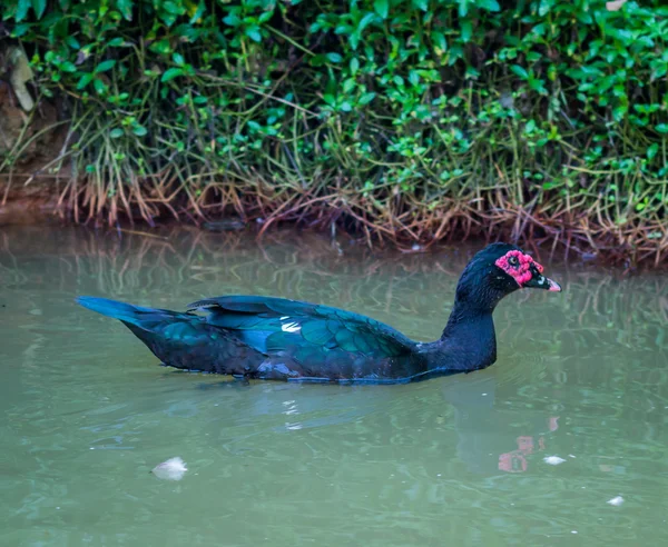 Anatra nera sul lago — Foto Stock