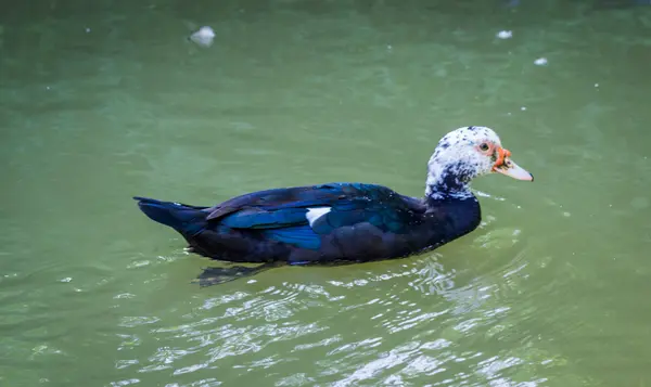 Schwarze Ente auf dem See — Stockfoto