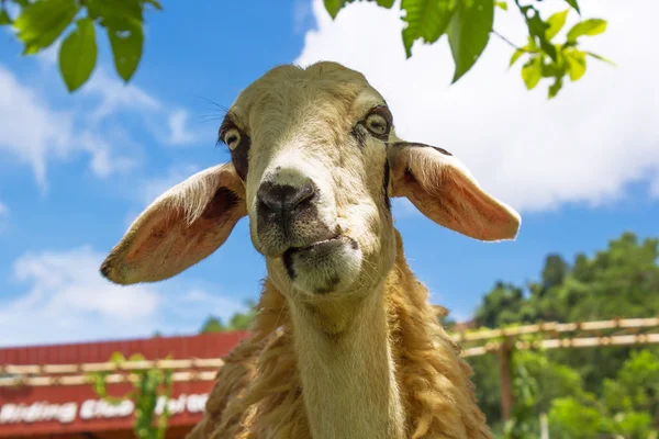 Sheep on a farm — Stock Photo, Image