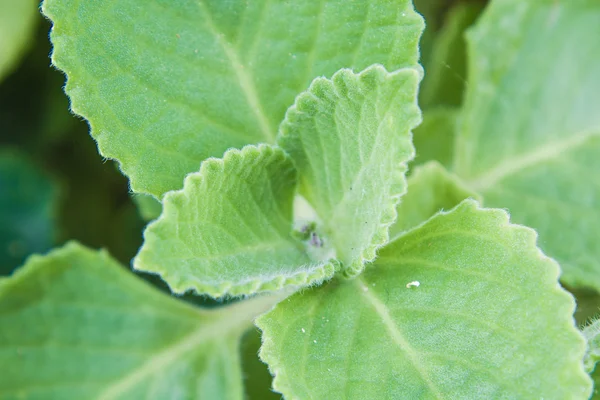 Fresh green mint leaf