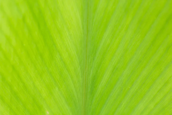 Fresh green leaf as background — Stock Photo, Image