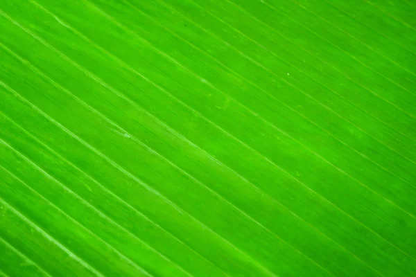Verde di foglia di banana — Foto Stock
