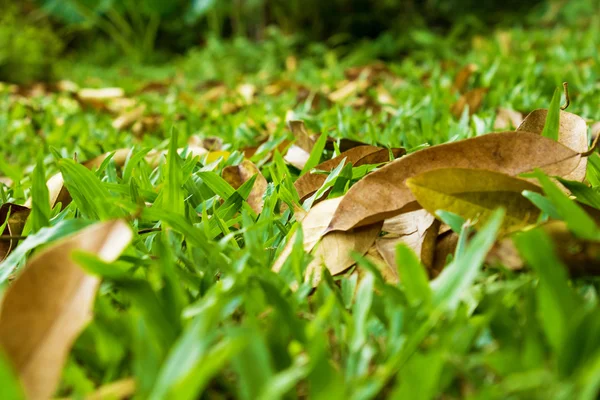 緑草背景芝草面抽象 — ストック写真