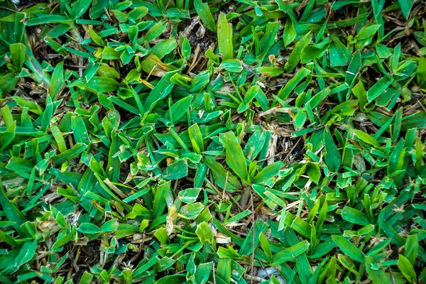 Groen gras van golfbaan — Stockfoto