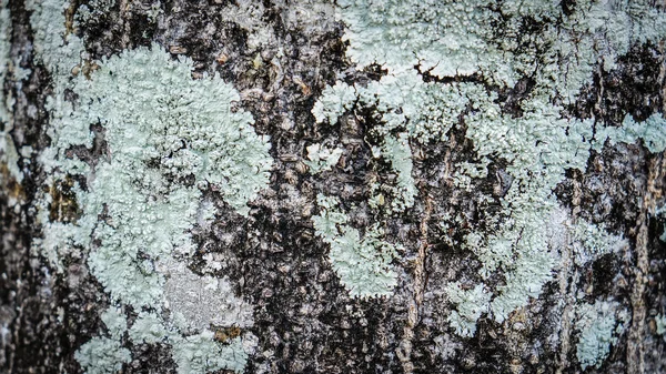 Textura de madeira como fundo — Fotografia de Stock