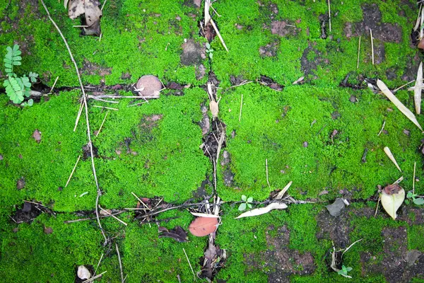 Mos πράσινο φόντο, πέτρα με πράσινο Mos — Φωτογραφία Αρχείου