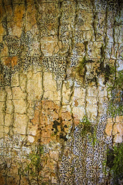 Textura de madeira como fundo — Fotografia de Stock