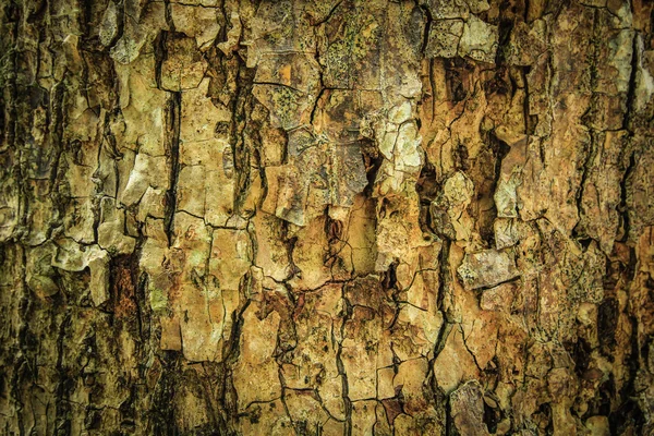 Dřevěná textura jako pozadí — Stock fotografie