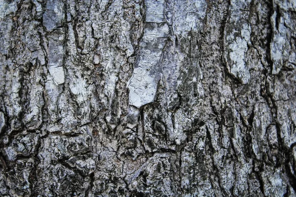 Текстура дерева в качестве фона — стоковое фото