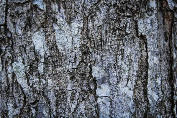 배경 의나무 질감 — 스톡 사진