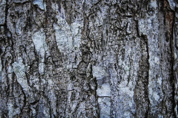 Holzstruktur als Hintergrund — Stockfoto