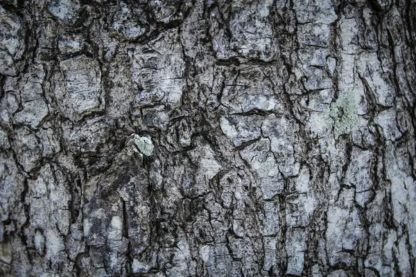 Holzstruktur als Hintergrund — Stockfoto