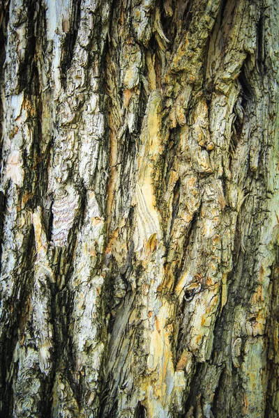 Holzstruktur als Hintergrund — Stockfoto