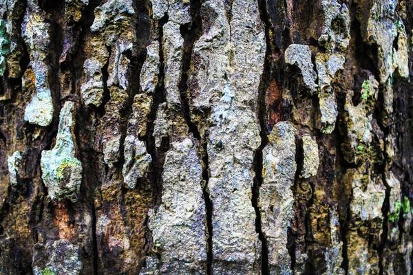 Holzstruktur als Hintergrund — Stockfoto