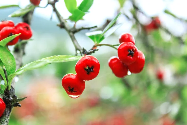 Fruta roja en el árbol — Foto de Stock