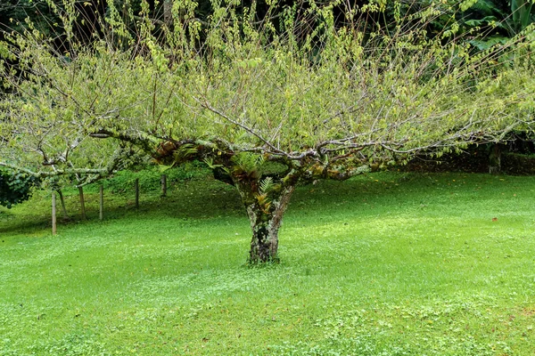 Groene boom in nationaal park, Thailand — Stockfoto