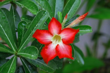 Impala Lily, çöl gülü, alay Azalea, Pinkbignonia, Adenium
