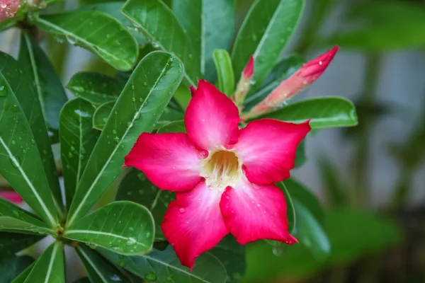 Impala-Lilie, Wüstenrose, Scheinazalee, Pinkbignonia, Adenium — Stockfoto