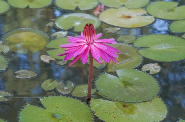 Fleur de lotus rose dans la livre — Photo