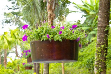Saksı dekorasyon asılı