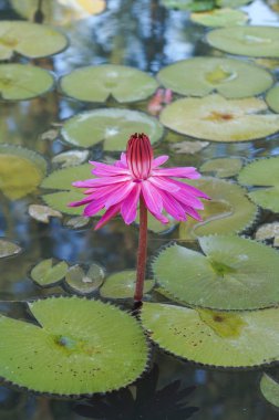  pound pembe lotus çiçeği