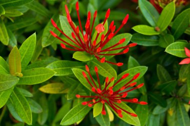 Güzel bir buket kırmızı mahs chinensis olan tutar