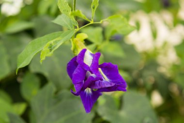 Kelebek bezelye çiçek bezelye çiçekler ve seçici odak