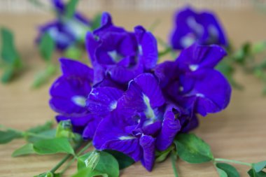 Kelebek bezelye çiçek bezelye çiçekler ve seçici odak