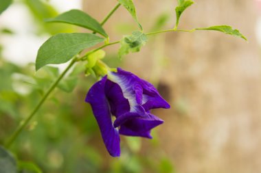 Kelebek bezelye çiçek bezelye çiçekler ve seçici odak