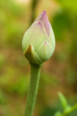 Nilüfer yaprağı arka planında pembe nilüfer tomurcukları