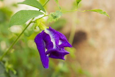Kelebek bezelye çiçek bezelye çiçekler ve seçici odak