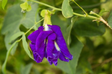 Kelebek bezelye çiçek bezelye çiçekler ve seçici odak