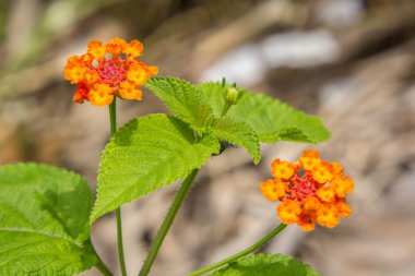 Lantana camara, İspanyolca bayrak ya da Batı Hint Lantana olarak da bilinir