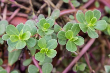 Common Purslane, Verdolaga, Pigweed clipart