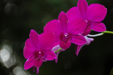 siyah arkaplanda mor orkide çiçeği