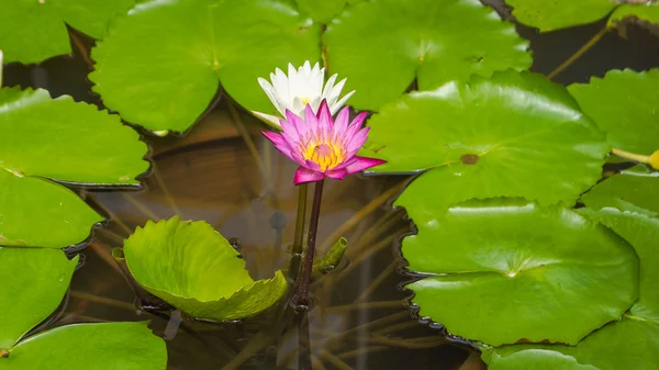 Rosa Lotusblume im Pfund — Stockfoto