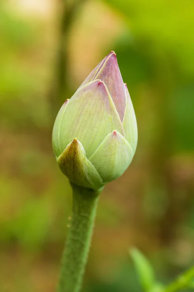 Różowe pąki lotosu na tle liści lotosu — Zdjęcie stockowe