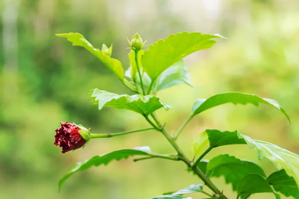 Красная китайская роза — стоковое фото
