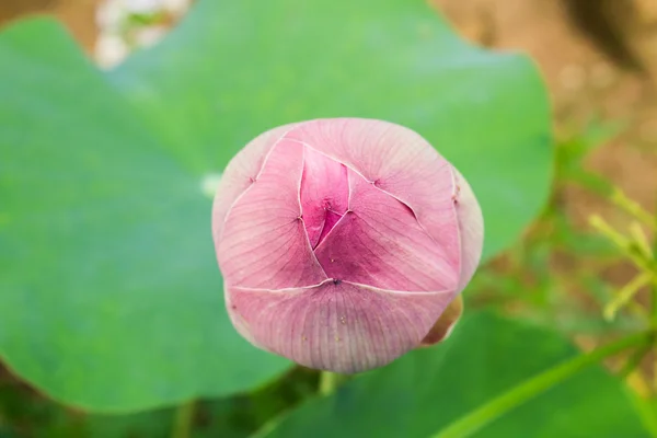 Brotes de loto rosa en la hoja de loto —  Fotos de Stock